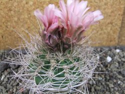 Gymnocalycium mazanense polycephalum VS 46 Cuipan, pot 7 cm - 12404682
