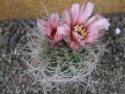 Gymnocalycium mazanense polycephalum VS 46 Cuipan, pot 7 cm - 12404683