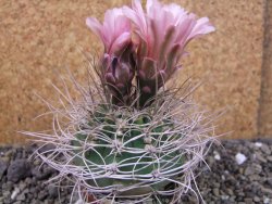 Gymnocalycium mazanense polycephalum VS 46 Cuipan, pot 7 cm