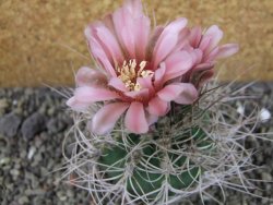 Gymnocalycium mazanense polycephalum VS 46 Cuipan, pot 7 cm - 12404685