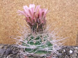 Gymnocalycium mazanense polycephalum VS 46 Cuipan, pot 7 cm - 12404686