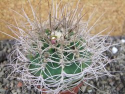 Gymnocalycium mazanense polycephalum VS 46 Cuipan, pot 7 cm - 12404687
