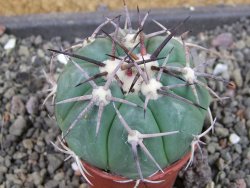 Echinocactus horizonthalonius pot 5,5 cm - 12404695