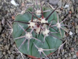 Echinocactus horizonthalonius pot 5,5 cm - 12404696