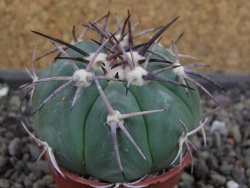 Echinocactus horizonthalonius pot 5,5 cm