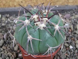 Echinocactus horizonthalonius pot 5,5 cm - 12404698