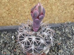 Gymnocalycium spegazzinii punillaense Tom 06-81/1 El Obelisco, pot 5,5 cm - 12404699