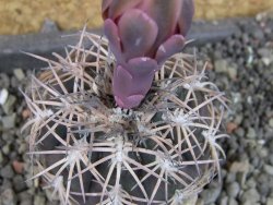 Gymnocalycium spegazzinii punillaense Tom 06-81/1 El Obelisco, pot 5,5 cm - 12404700