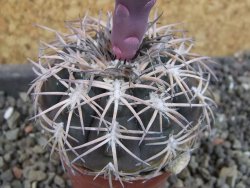 Gymnocalycium spegazzinii punillaense Tom 06-81/1 El Obelisco, pot 5,5 cm - 12404701