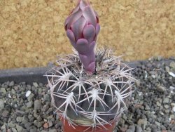 Gymnocalycium spegazzinii punillaense Tom 06-81/1 El Obelisco, pot 5,5 cm - 12404702