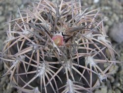 Gymnocalycium spegazzinii punillaense Tom 06-81/1 El Obelisco, pot 5,5 cm - 12404703