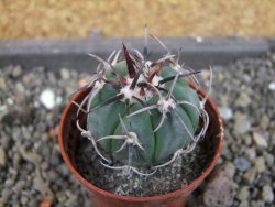 Echinocactus horizonthalonius La Apples, pot 5,5 cm