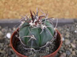 Echinocactus horizonthalonius La Apples, pot 5,5 cm - 12404706
