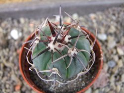 Echinocactus horizonthalonius La Apples, pot 5,5 cm - 12404707