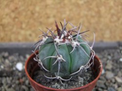 Echinocactus horizonthalonius La Apples, pot 5,5 cm - 12404708