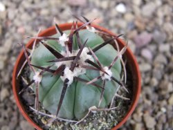 Echinocactus horizonthalonius La Apples, pot 5,5 cm