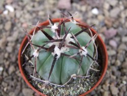 Echinocactus horizonthalonius La Apples, pot 5,5 cm - 12404714