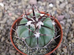 Echinocactus horizonthalonius La Apples, pot 5,5 cm - 12404715