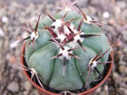 Echinocactus horizonthalonius La Apples, pot 5,5 cm - 12404709