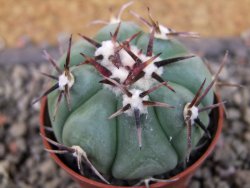 Echinocactus horizonthalonius La Apples, pot 5,5 cm