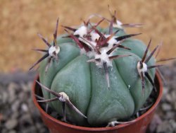 Echinocactus horizonthalonius La Apples, pot 5,5 cm - 12404711