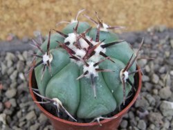 Echinocactus horizonthalonius La Apples, pot 5,5 cm - 12404712
