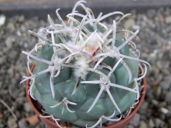 Coryphantha poselgeriana valida El Hundido pot 5,5 cm - 12404716