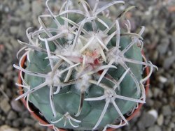 Coryphantha poselgeriana valida El Hundido pot 5,5 cm - 12404717