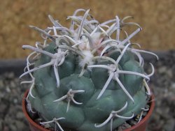 Coryphantha poselgeriana valida El Hundido pot 5,5 cm