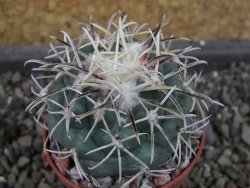 Coryphantha poselgeriana valida El Hundido pot 5,5 cm DUPLIKÁT - 12404719
