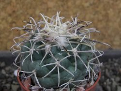 Coryphantha poselgeriana valida El Hundido pot 5,5 cm
