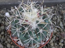 Coryphantha poselgeriana valida El Hundido pot 5,5 cm DUPLIKÁT - 12404721