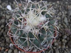 Coryphantha poselgeriana valida El Hundido pot 5,5 cm DUPLIKÁT - 12404722