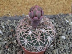 Gymnocalycium spegazzinii punillaense Tom 06-81/1 El Obelisco, pot 5,5 cm - 12404723