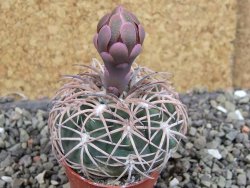 Gymnocalycium spegazzinii punillaense Tom 06-81/1 El Obelisco, pot 5,5 cm