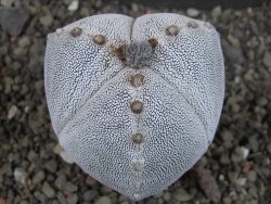 Astrophytum Onzuko tricostatum, pot 5,5 cm
