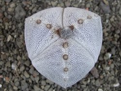 Astrophytum Onzuko tricostatum, pot 5,5 cm - 12404729