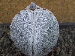 Astrophytum Onzuko tricostatum, pot 5,5 cm - 12404730
