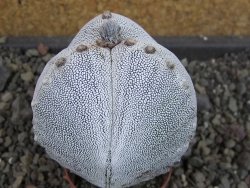 Astrophytum Onzuko tricostatum, pot 5,5 cm - 12404731