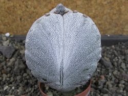Astrophytum Onzuko tricostatum, pot 5,5 cm - 12404732