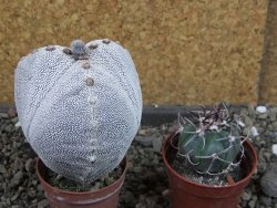 Astrophytum Onzuko tricostatum, pot 5,5 cm - 12404733