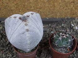 Astrophytum Onzuko tricostatum, pot 5,5 cm - 12404734