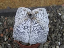 Astrophytum Onzuko quadricostatum pot 5,5 cm - 12404735