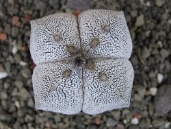 Astrophytum Onzuko quadricostatum pot 5,5 cm - 12404736