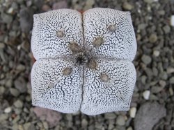 Astrophytum Onzuko quadricostatum pot 5,5 cm