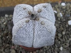 Astrophytum Onzuko quadricostatum pot 5,5 cm - 12404738