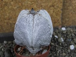 Astrophytum Onzuko quadricostatum pot 5,5 cm - 12404739