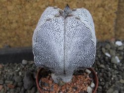 Astrophytum Onzuko quadricostatum pot 5,5 cm - 12404740