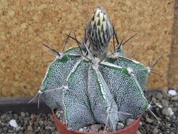 Astrophytum Dinosaur X ornatum pot 6,5 cm - 12404742