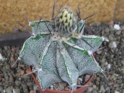 Astrophytum Dinosaur X ornatum pot 6,5 cm - 12404743